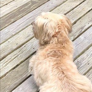 Meet your Posher, Jeffrey s